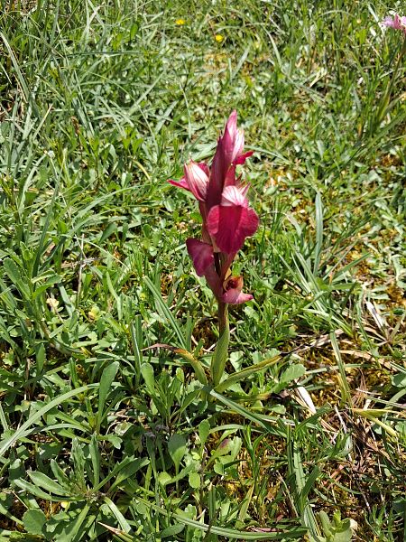 Anacamptis papilionacea var. expansa  - Robert Malrieu