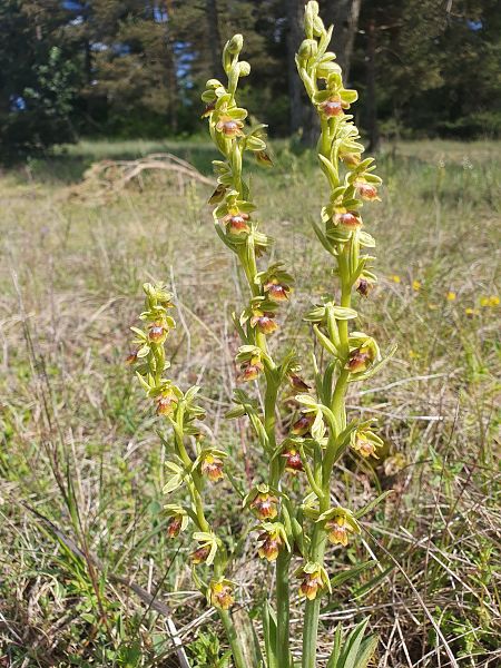 Ophrys aymoninii  - Michel Jegou