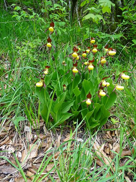 Cypripedium calceolus  - Ludovic Fort