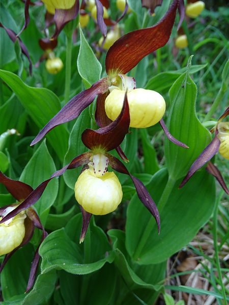 Cypripedium calceolus  - Ludovic Fort