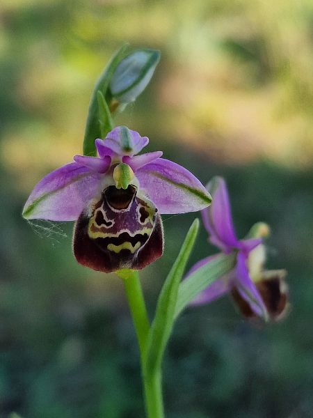 Ophrys fuciflora subsp. druentica  - Diane Raibaut