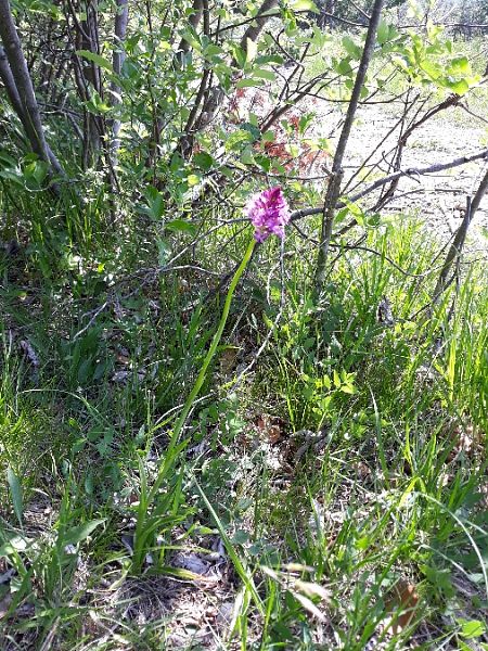Anacamptis pyramidalis  - Maria Teresa Guglielmotti (FVG)