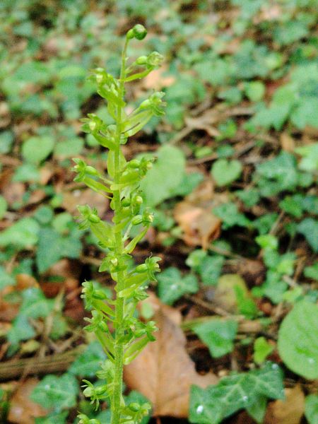 Neottia ovata  - Jérémy Durand
