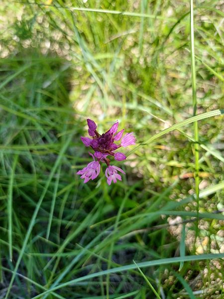 Anacamptis pyramidalis  - Sara Stella (FVG)