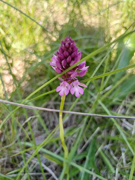 Anacamptis pyramidalis  - Sara Stella (FVG)