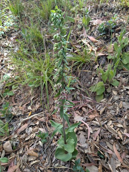 Epipactis helleborine  - Patrick Benoit