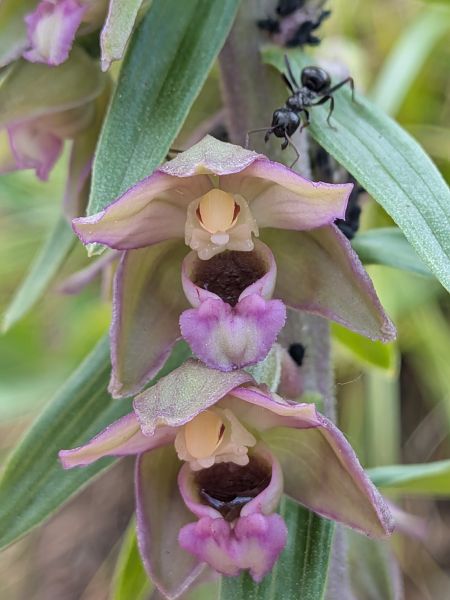 Epipactis helleborine  - Patrick Benoit