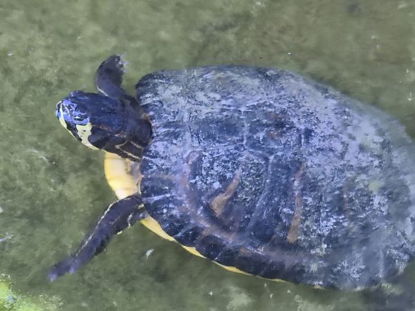 Testuggine palustre dalle orecchie gialle  - Nicola Baccetti