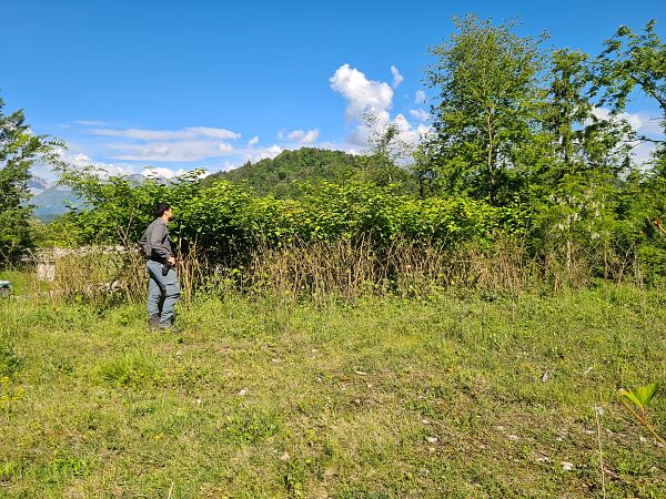 Fallopia japonica  - Ilaria Antoniutti (FVG)
