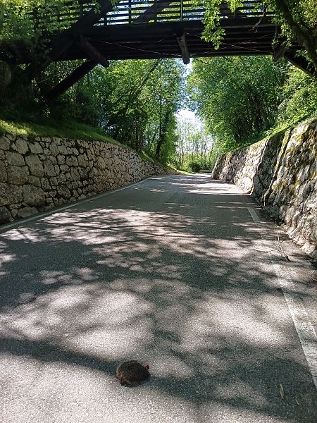 Riccio europeo  - Tiziano Fiorenza (FVG)