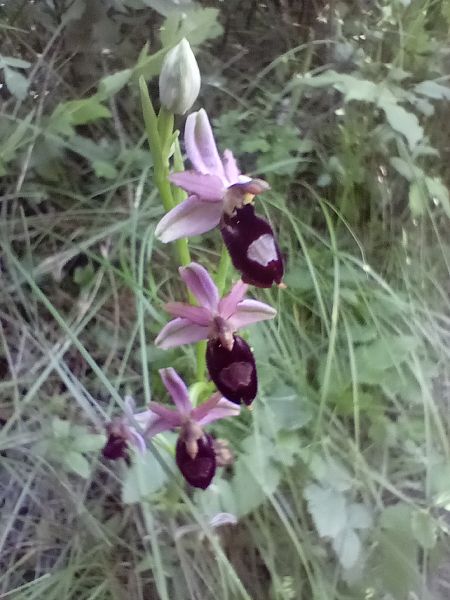 Ophrys drumana 