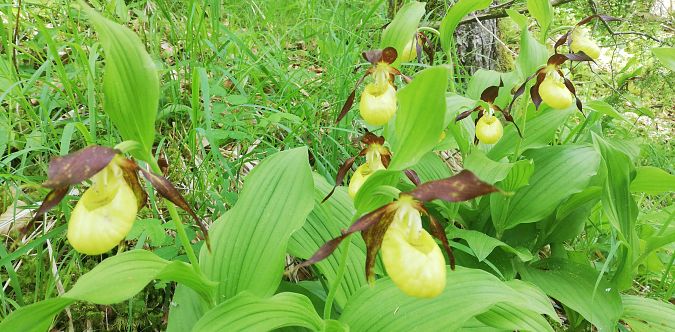 Cypripedium calceolus  - Laurent Fourneret