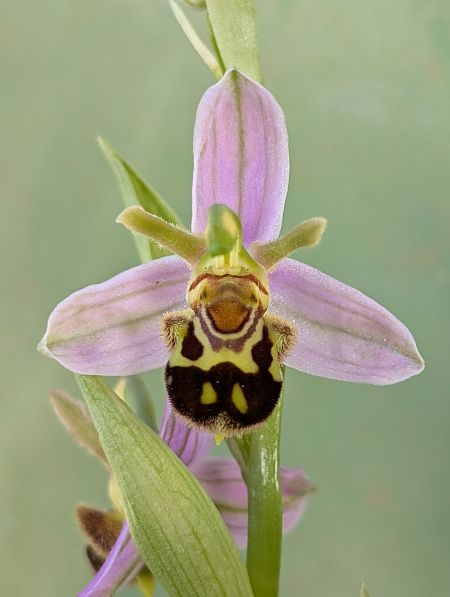 Ophrys apifera var. aurita  - Delarbre Sébastien