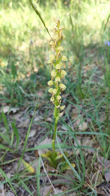 Orchis anthropophora  - Enric Bringués