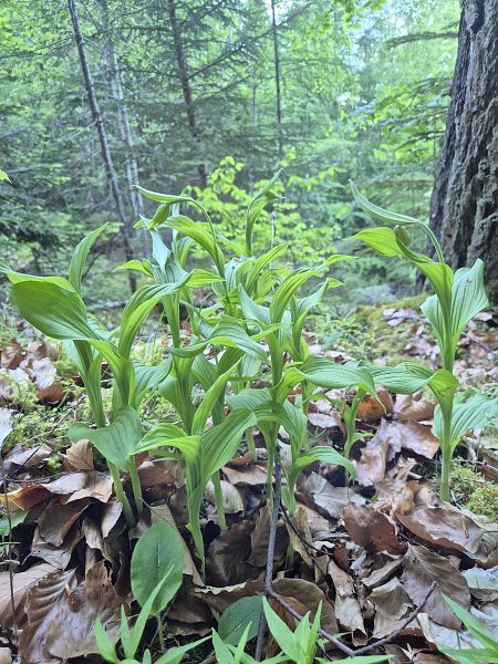 Cypripedium calceolus  - Roch Mermin