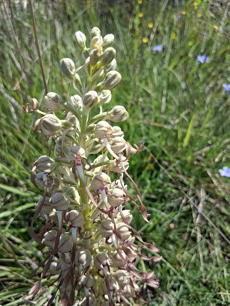 Himantoglossum hircinum  - Eraztun Berdeko Basozainak Guardas Anillo Verde