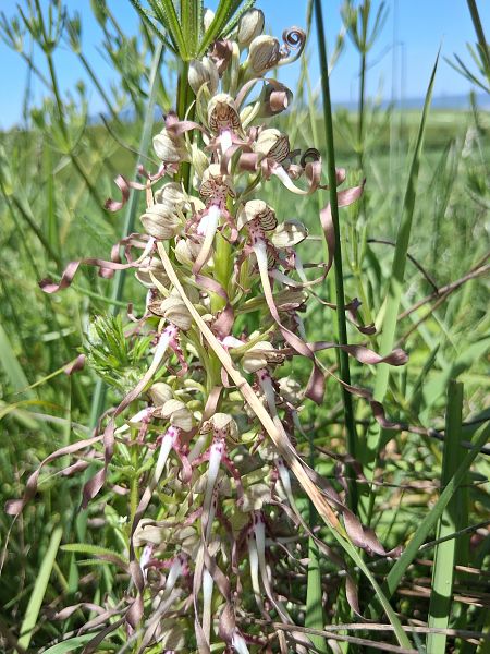 Himantoglossum hircinum  - Eraztun Berdeko Basozainak Guardas Anillo Verde