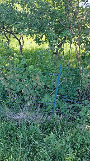 Fallopia japonica  - Mattia Scinto (FVG)