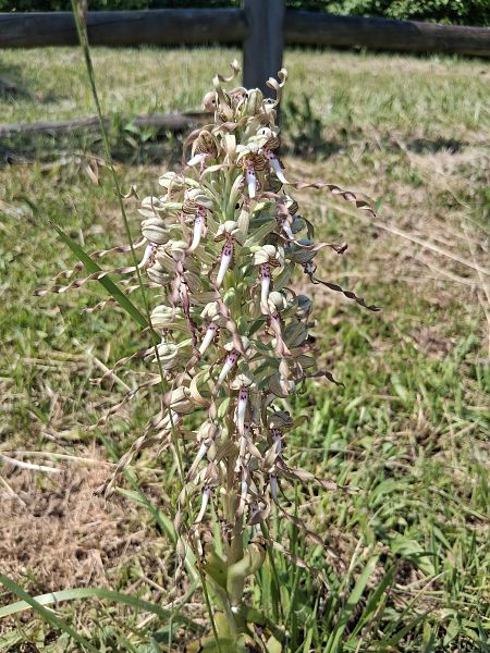 Himantoglossum hircinum  - Eraztun Berdeko Basozainak Guardas Anillo Verde