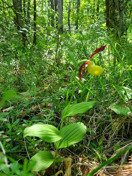 Cypripedium calceolus  - Virgile Gazzaniga