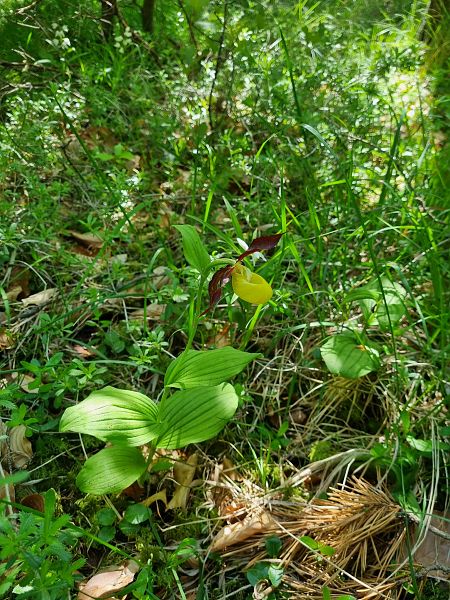 Cypripedium calceolus  - Virgile Gazzaniga