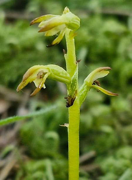 Corallorhiza trifida  - Laurent Bignon