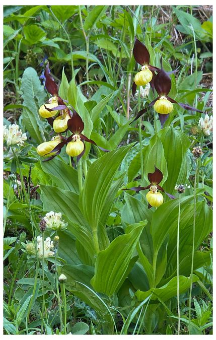 Cypripedium calceolus  - Jean Deschâtres
