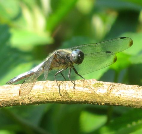 Libellula fulva  - Monica Carabella