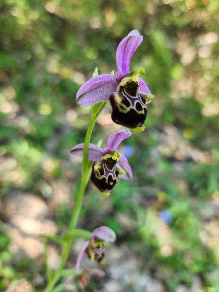 Ophrys fuciflora subsp. druentica  - Catherine Rolland