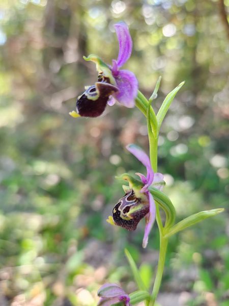 Ophrys fuciflora subsp. druentica  - Catherine Rolland
