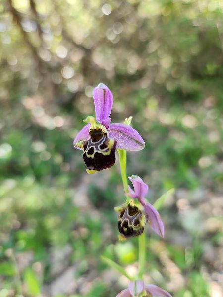 Ophrys fuciflora subsp. druentica  - Catherine Rolland