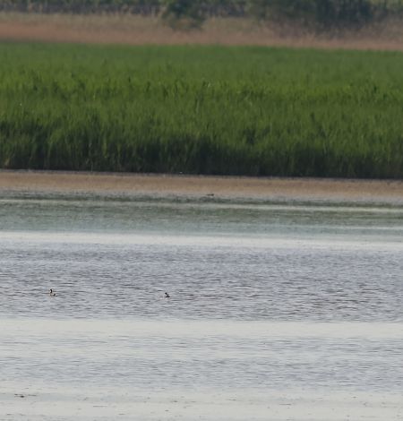 Phalarope à bec étroit  - Marlene Klisa