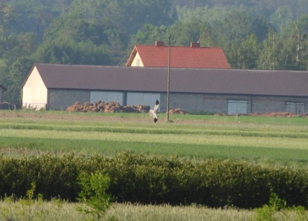 błotniak łąkowy  - Adrian Dudkiewicz
