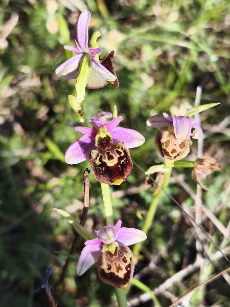 Ophrys fuciflora subsp. druentica  - Richard Fay