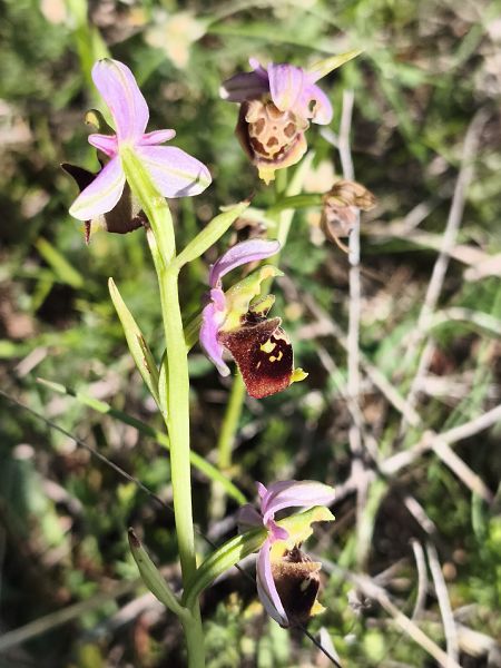 Ophrys fuciflora subsp. druentica  - Richard Fay