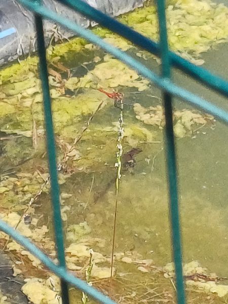 Crocothemis erythraea  - Sara Stella (FVG)