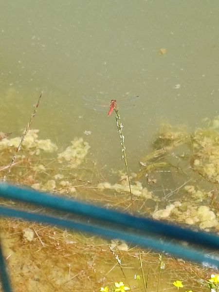 Crocothemis erythraea  - Sara Stella (FVG)