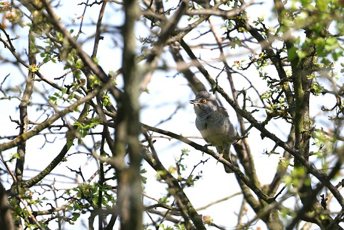 Barred Warbler  - Ryszard Dworak