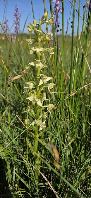 Platanthera algeriensis  - Jean Bastianelli