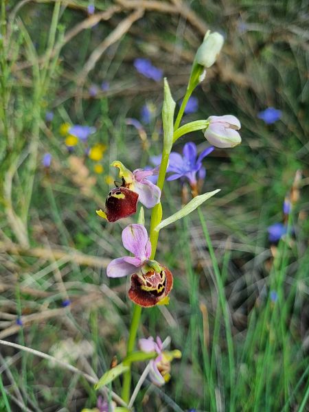 Ophrys fuciflora subsp. druentica  - Virgile Gazzaniga