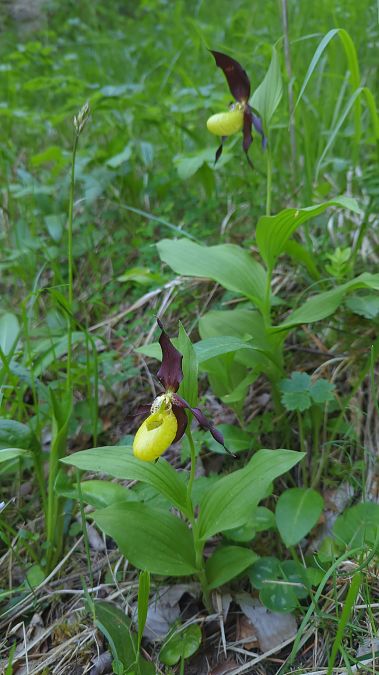 Cypripedium calceolus 