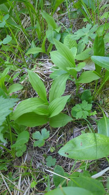 Cypripedium calceolus 
