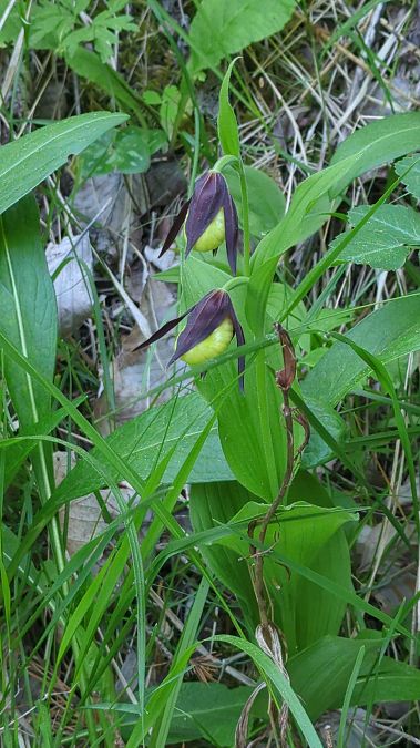 Cypripedium calceolus 