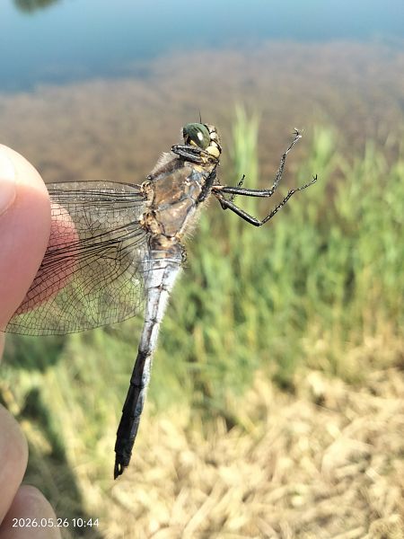 Orthetrum cancellatum  - Federico Landi