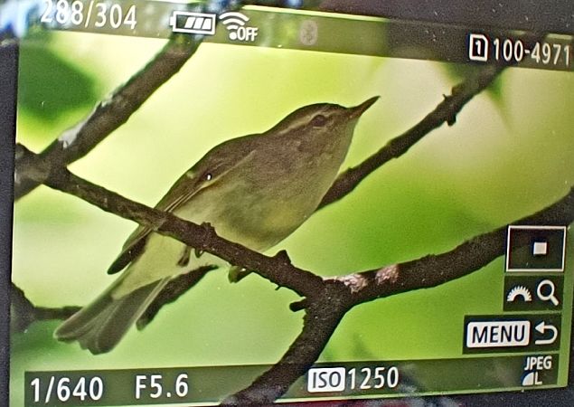 Greenish Warbler  - Michał Polakowski