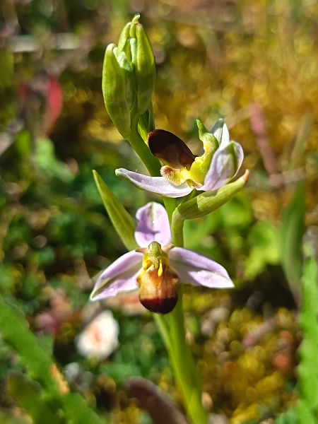 Ophrys apifera f. bicolor  - Philippe Masia