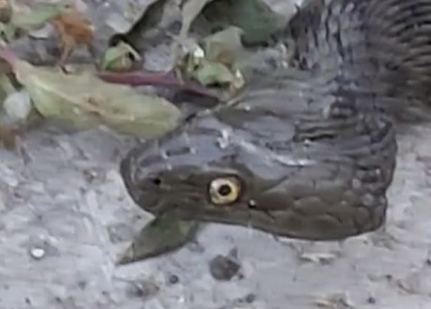 Natrice tessellata  - Angelino Dissegna