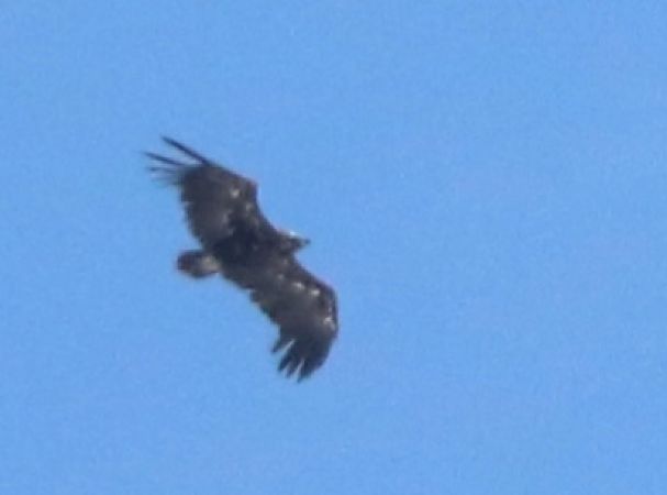Cinereous Vulture  - Julian Debus