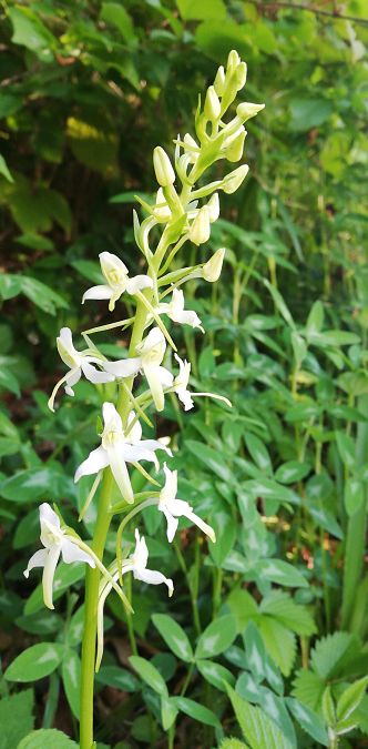 Platanthera bifolia  - Laurent Fourneret