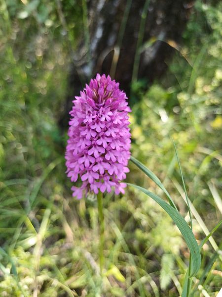 Anacamptis pyramidalis  - Sara Stella (FVG)